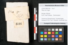 Foto (Objekt + Etikett) von Olea noti Unger (NHMW-GEO-2024-0188-8146)